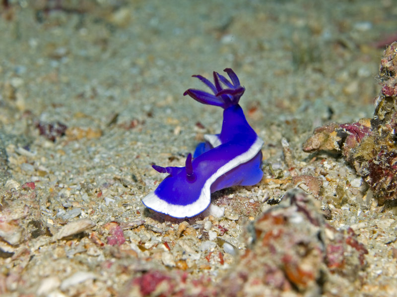 Nudibranch, Seaventures House Reef